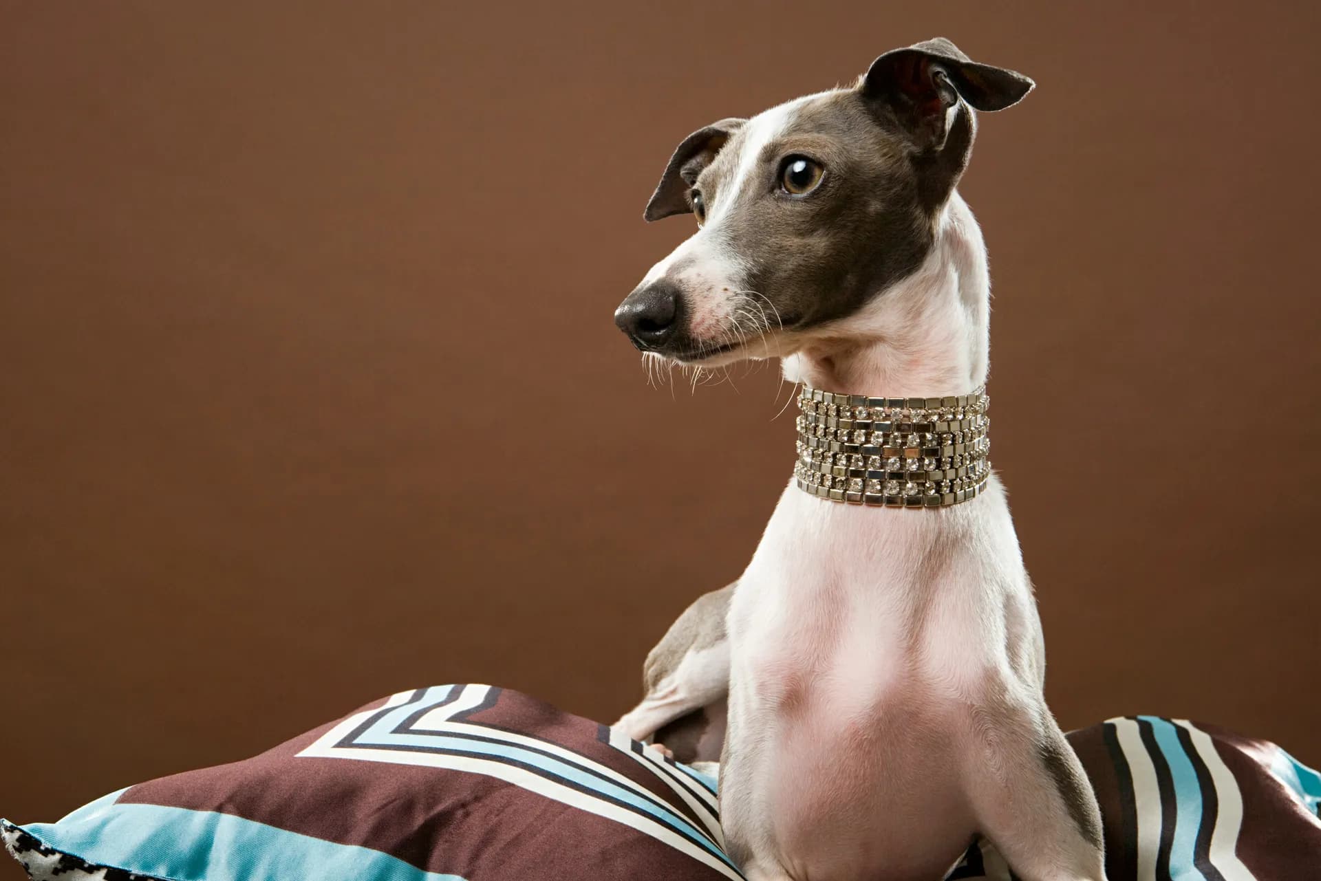 A greyhound dog with a jeweled collar lounges on striped cushions against a plain brown background.