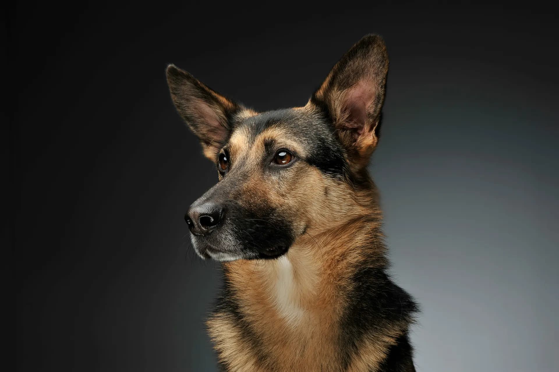 German Shepherd