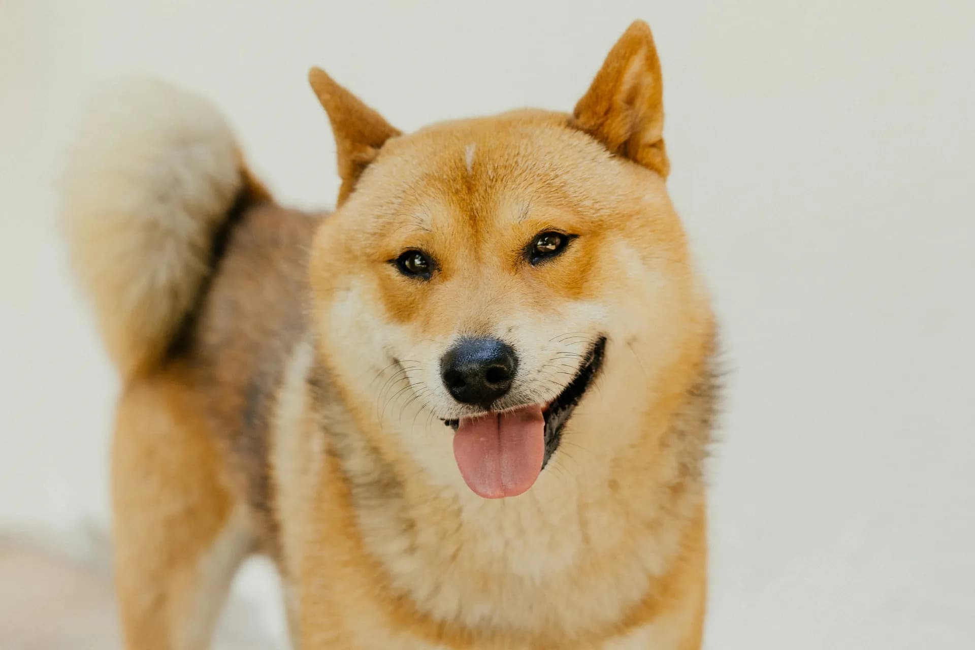 A Shiba Inu with reddish-brown fur stands facing the camera, its mouth open and tongue playfully out.