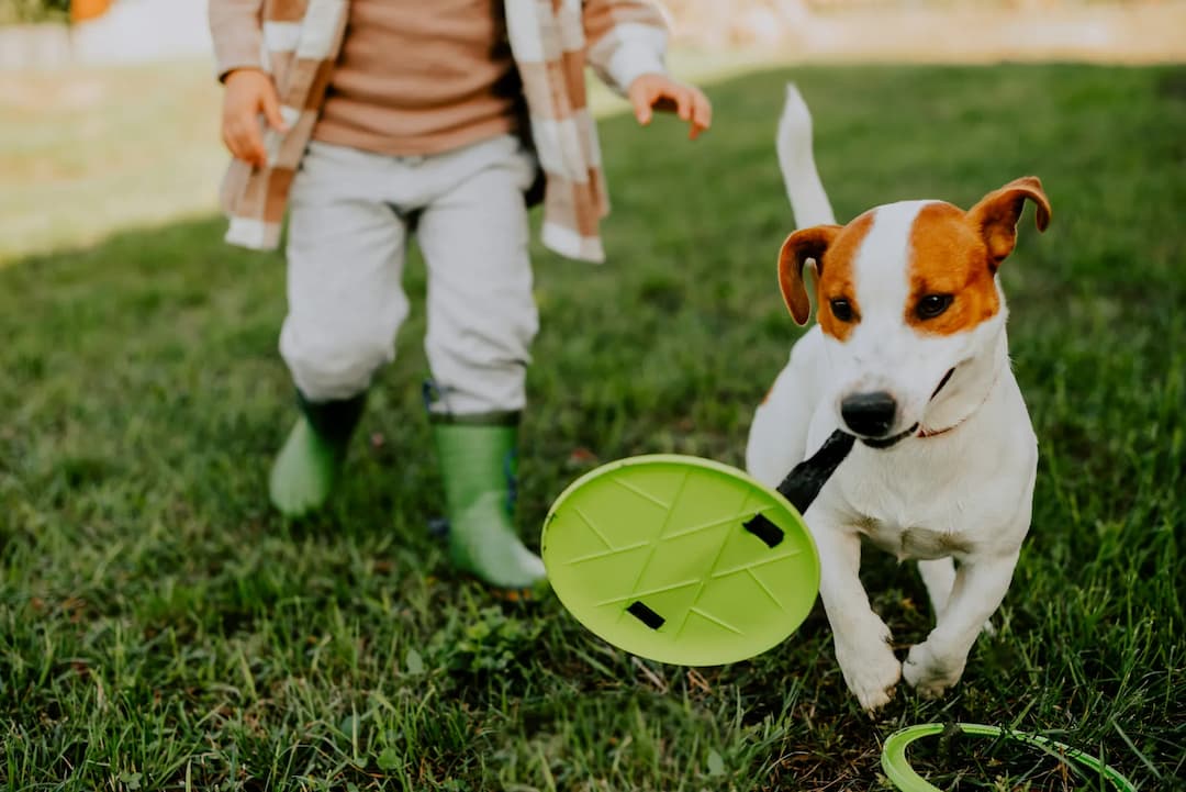 A small Russell Terrier dog carries a green frisbee while being pursued by a child wearing green boots and a plaid jacket in a grassy area.