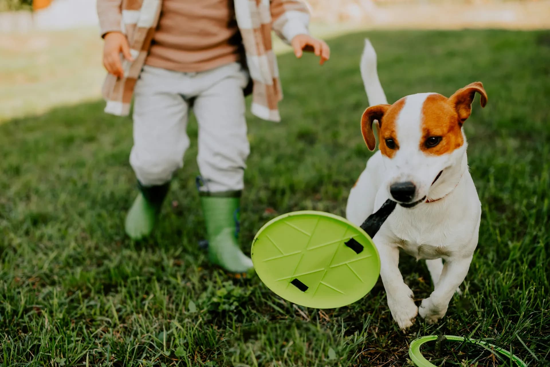 A small Russell Terrier dog carries a green frisbee while being pursued by a child wearing green boots and a plaid jacket in a grassy area.