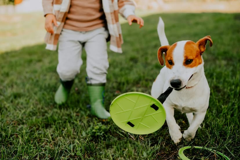 A small Russell Terrier dog carries a green frisbee while being pursued by a child wearing green boots and a plaid jacket in a grassy area.