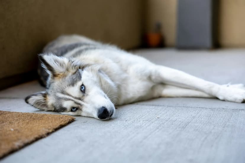 A Siberian Husky with blue eyes and a gray and white coat lies on a concrete floor next to a brown doormat.