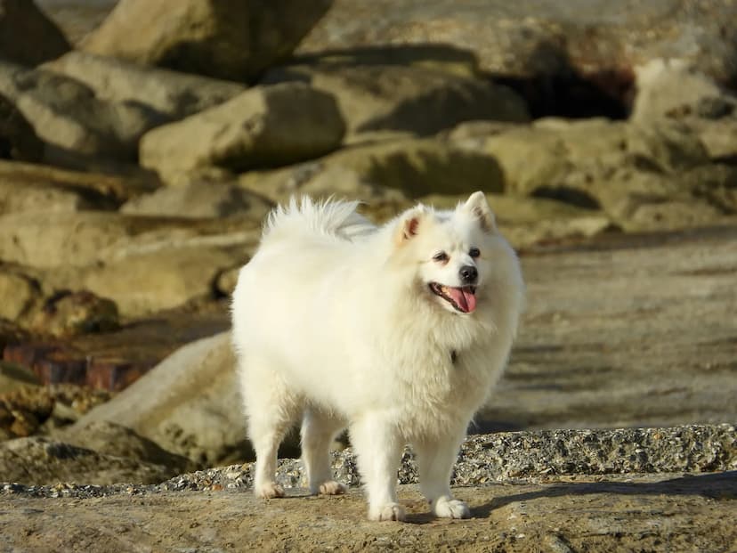 A white, fluffy American Eskimo dog stands on rocky ground outdoors, facing slightly to the right with its tongue out.