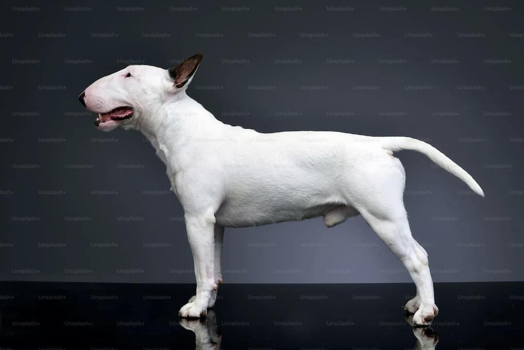 A sleek white Bull Terrier stands on a reflective surface against a dark gradient background, the dog facing left.