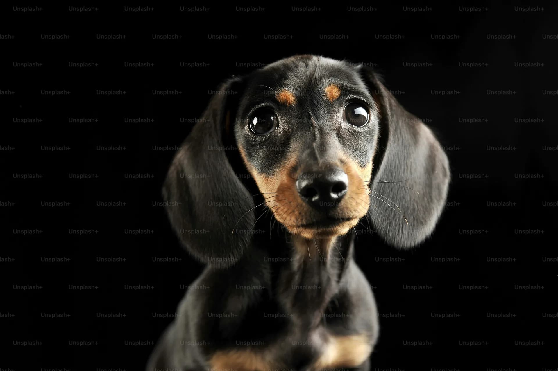 Dachshund