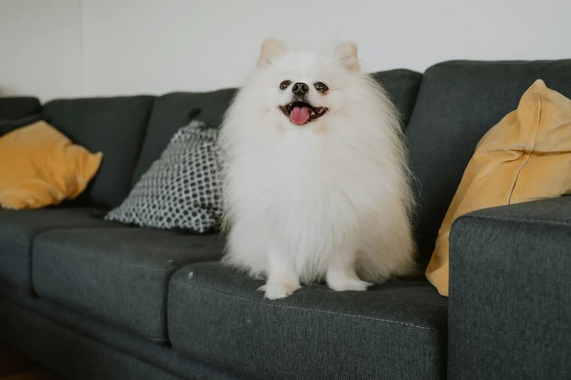 A fluffy white Pomeranian sits on a dark grey couch with yellow and grey pillows, looking at the camera with its tongue out.