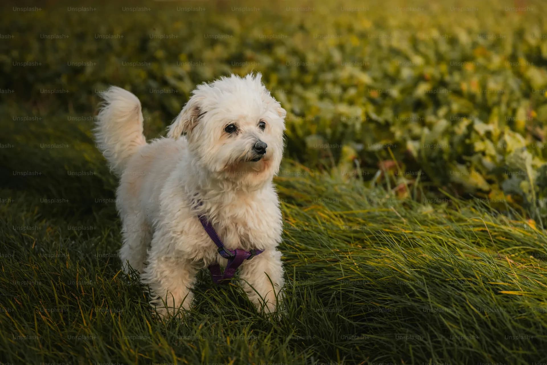 Bichon Frise