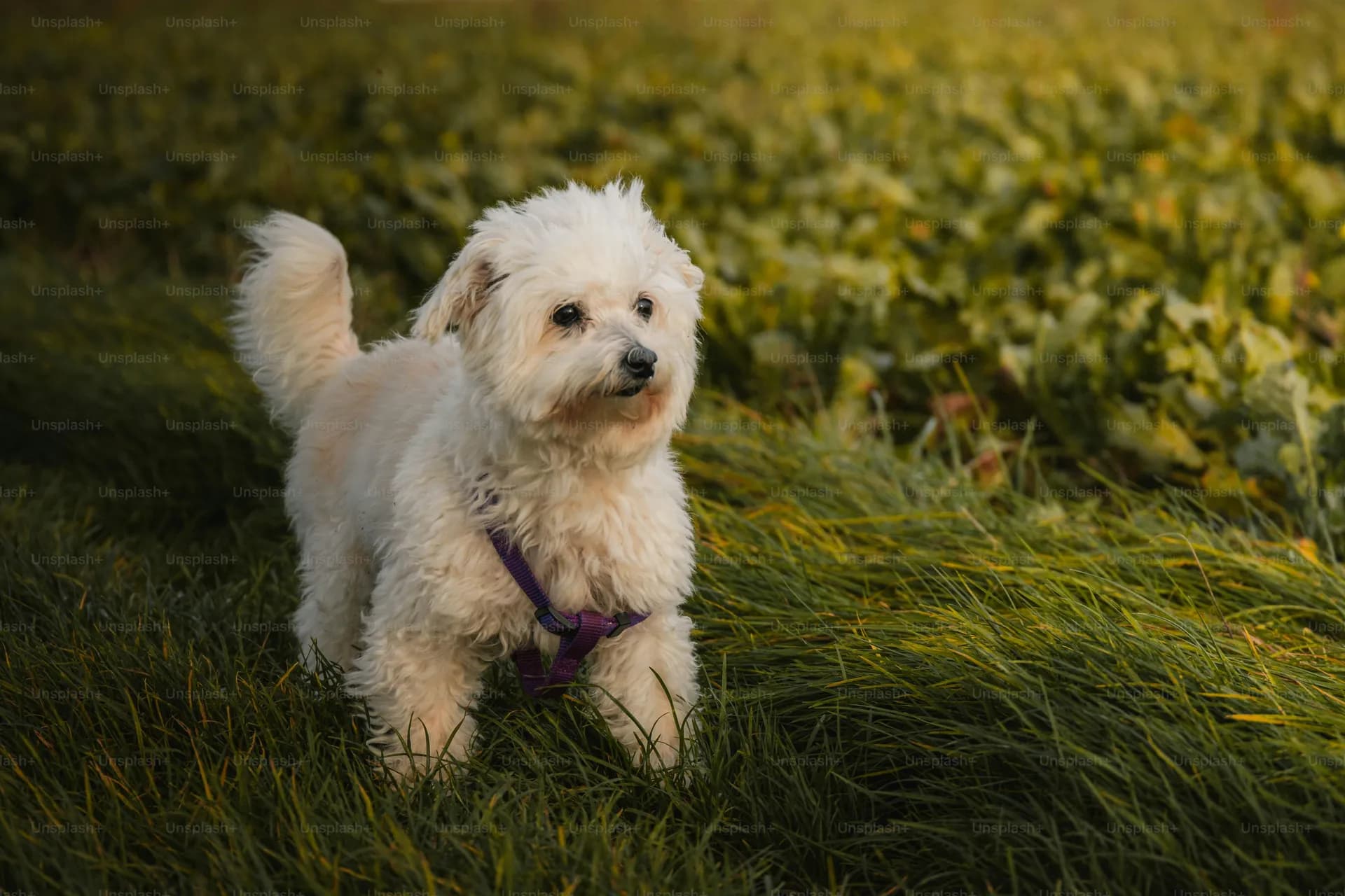 A small white fluffy Bichon Frise wearing a purple harness stands on green grass with a field in the background.