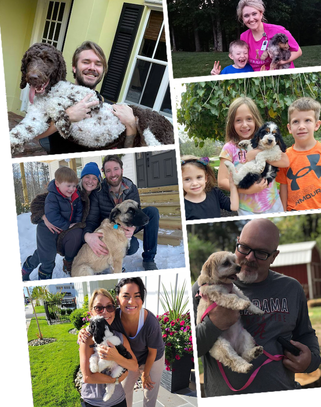 Dog Transport Service Dog Shipping Dog Relocation CitizenShipper