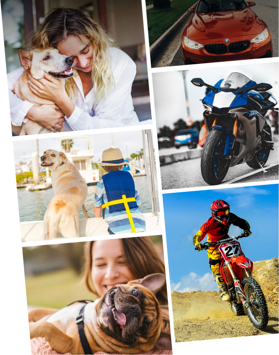 Ship your pets and precious items safely