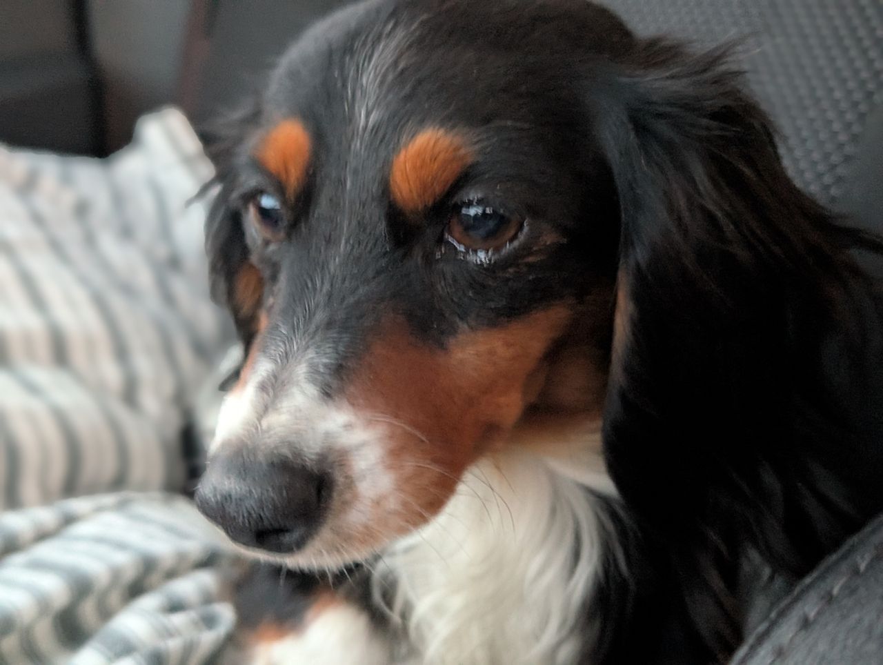 Pet travel photo 5