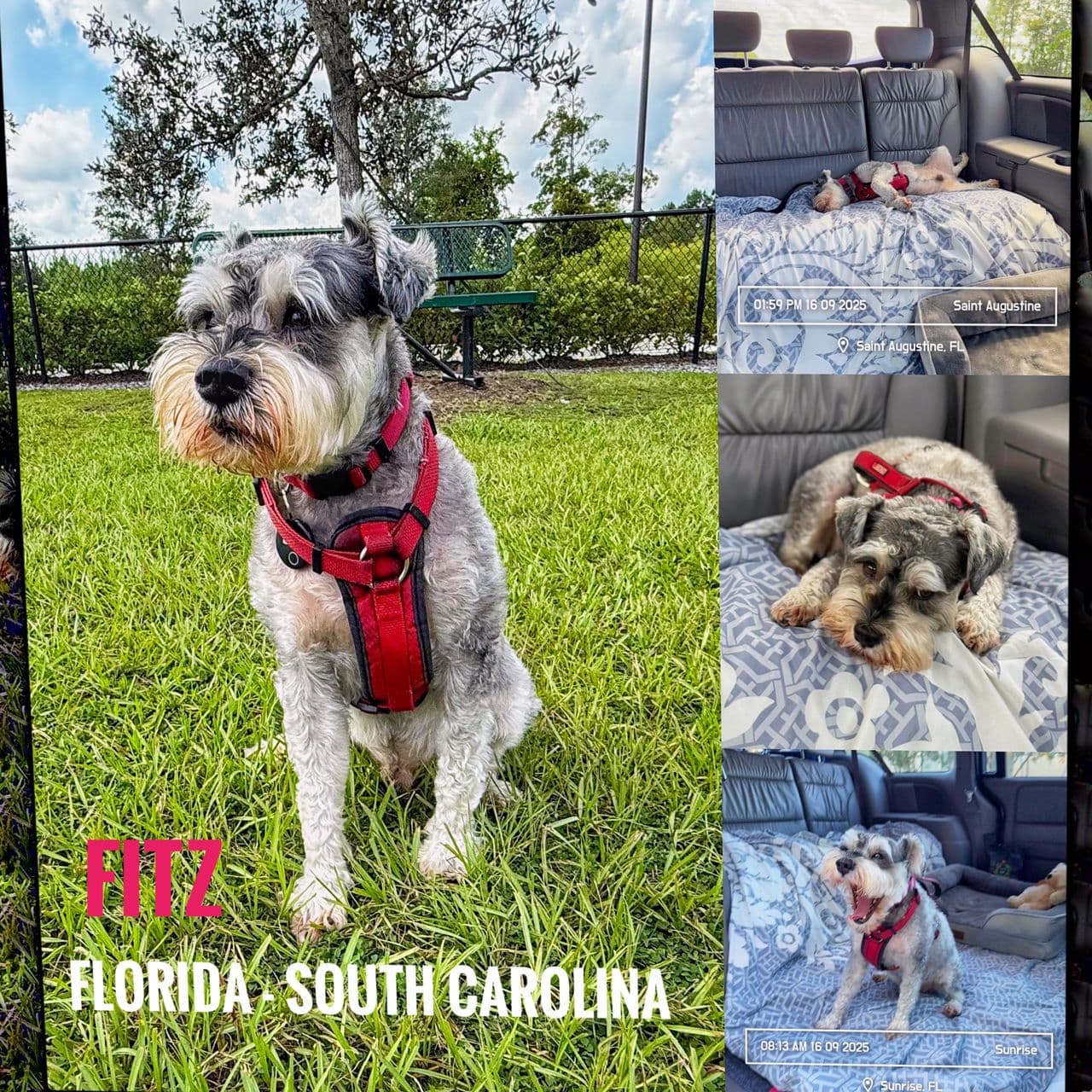 Pet travel photo 4