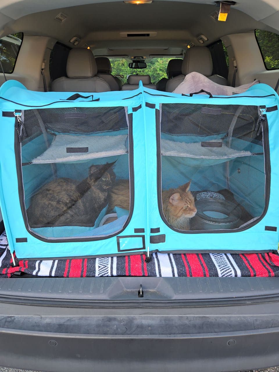 Pet travel photo 3