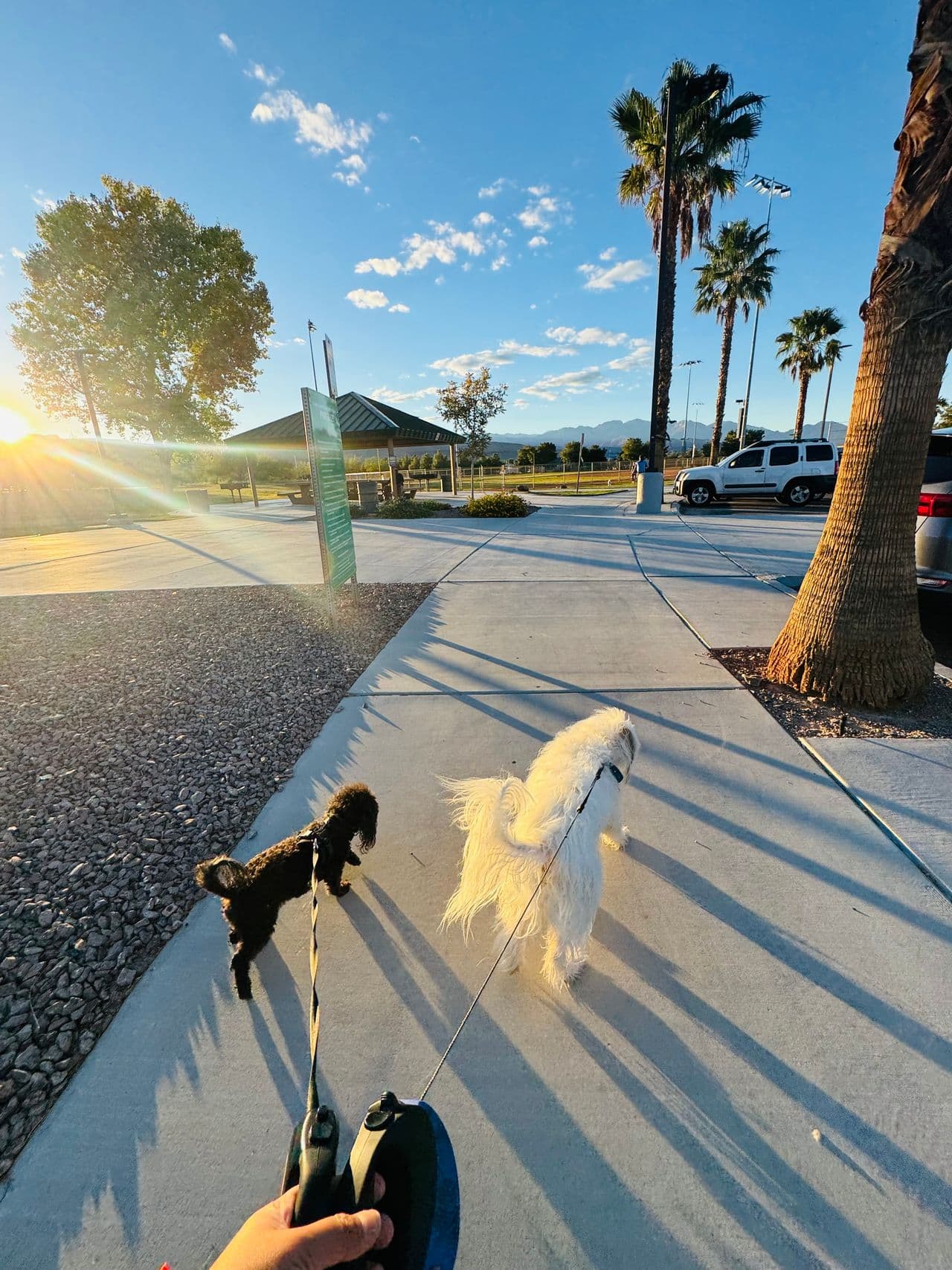 Pet travel photo 6