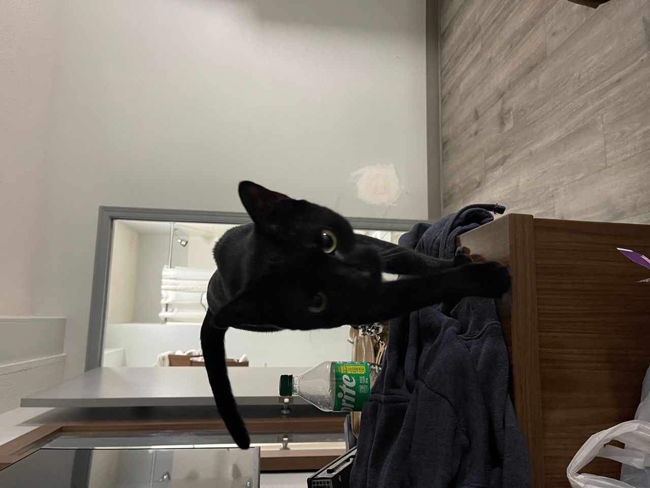 Pet travel photo 6