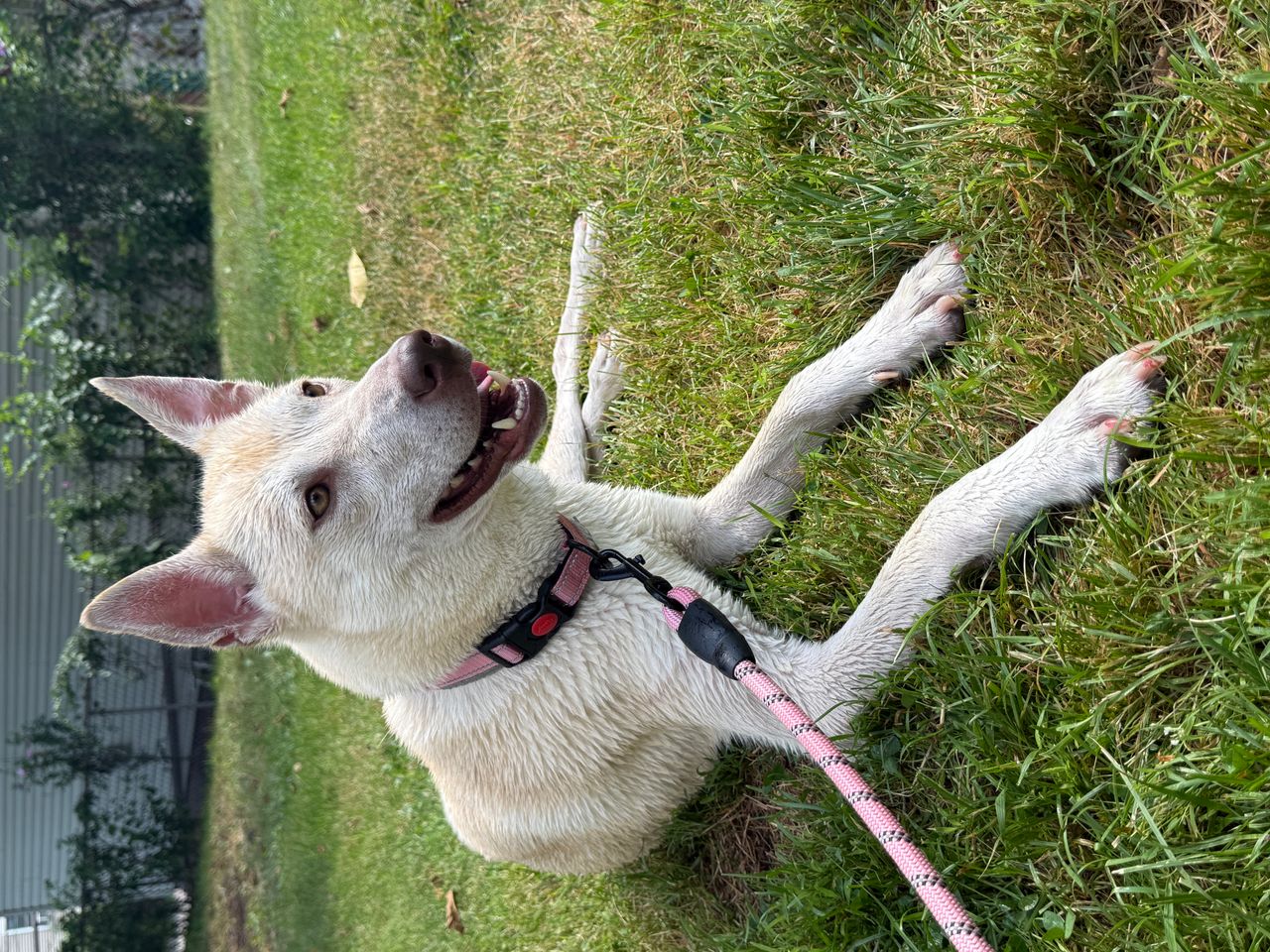 Pet travel photo 6