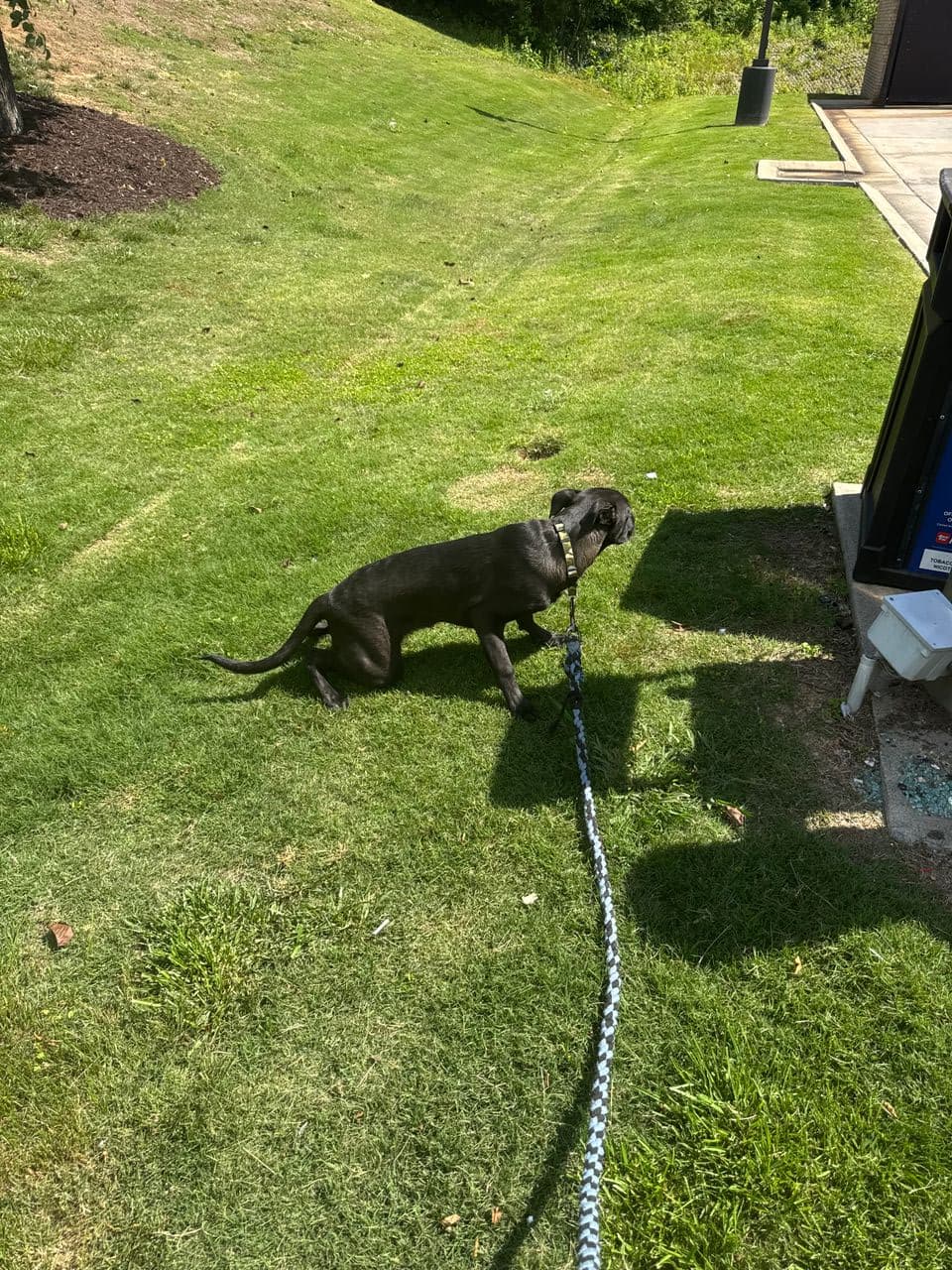 Pet travel photo 6