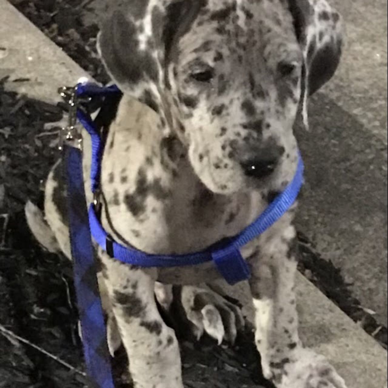 Pet travel photo 3