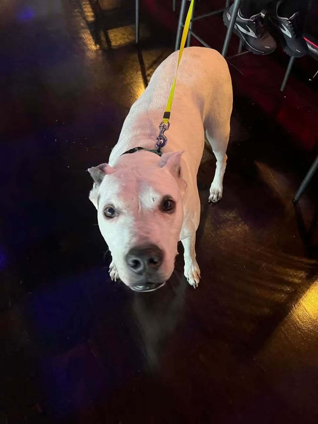 Pet travel photo 2
