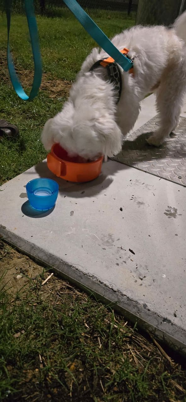 Pet travel photo 3
