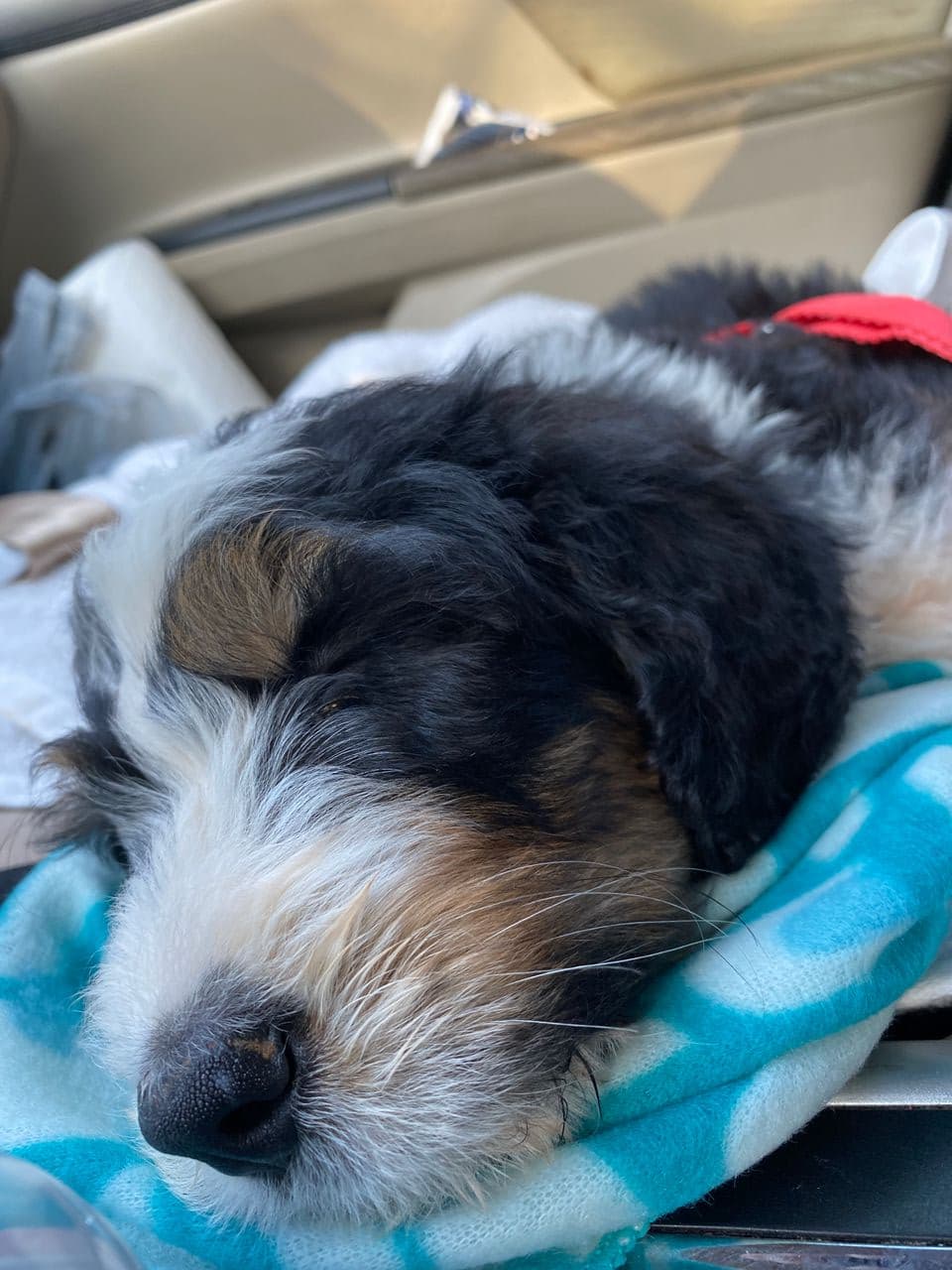 Pet travel photo 2