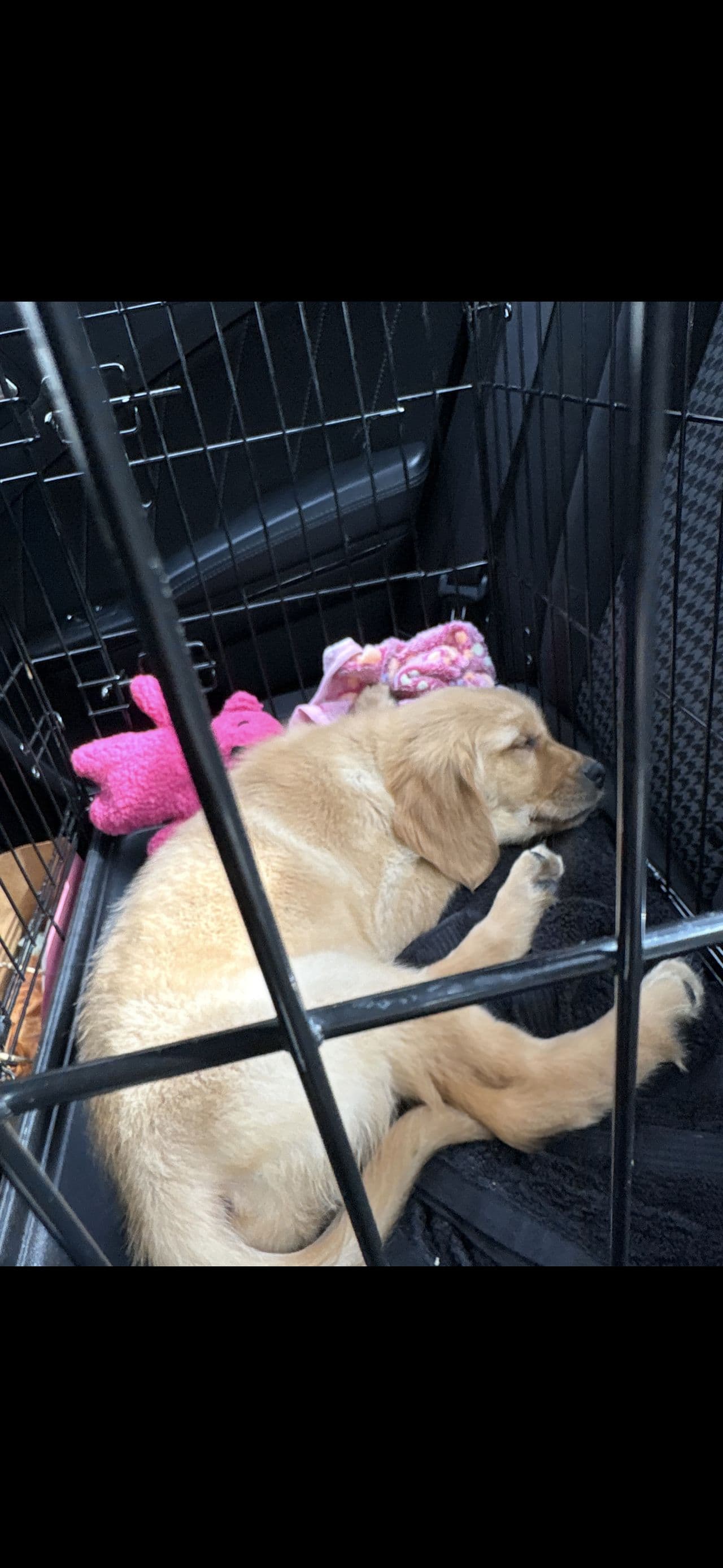 Pet travel photo 6