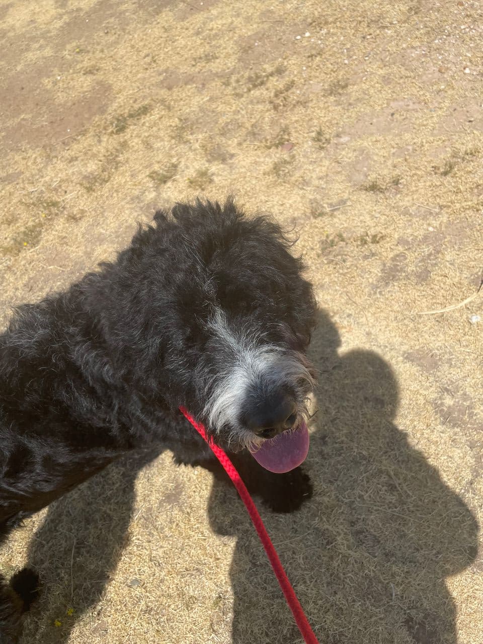 Pet travel photo 6