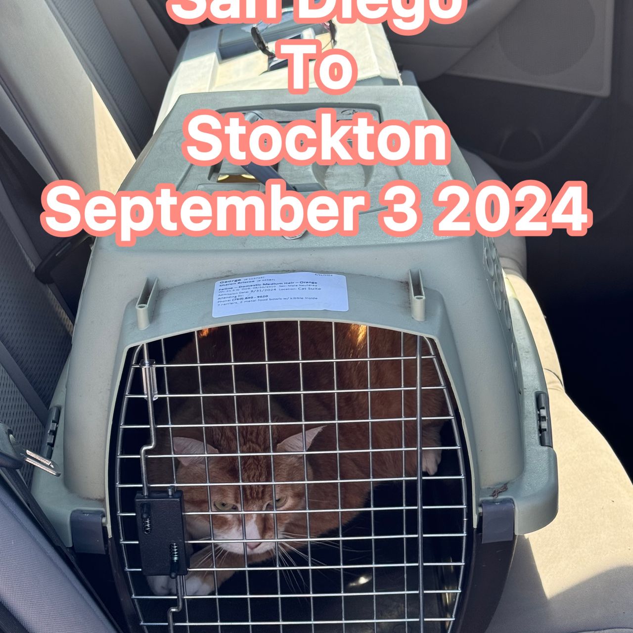 Pet travel photo 2