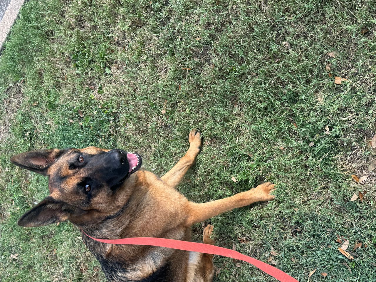 Pet travel photo 1