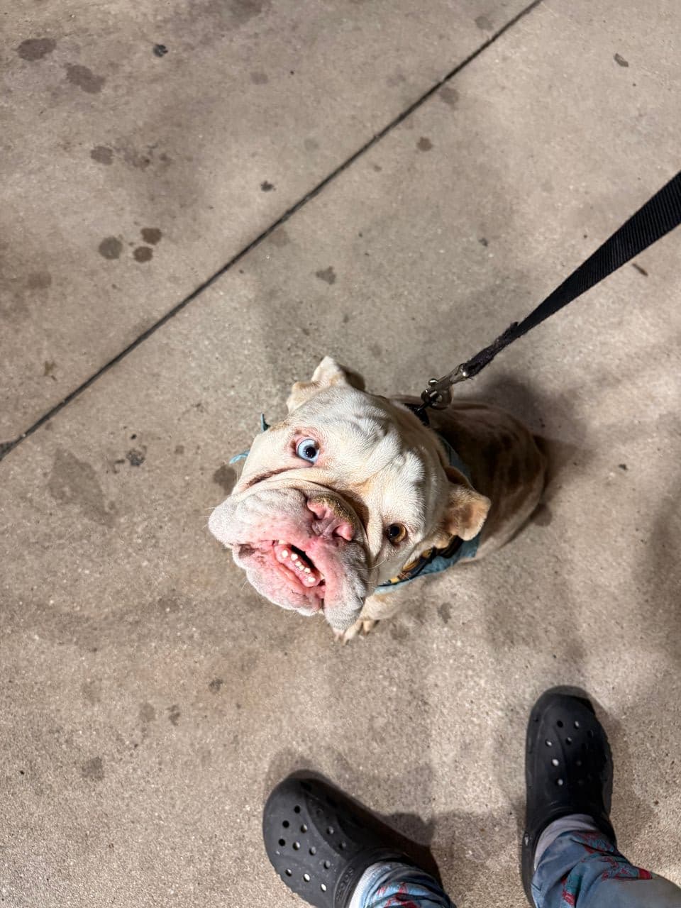 Pet travel photo 5