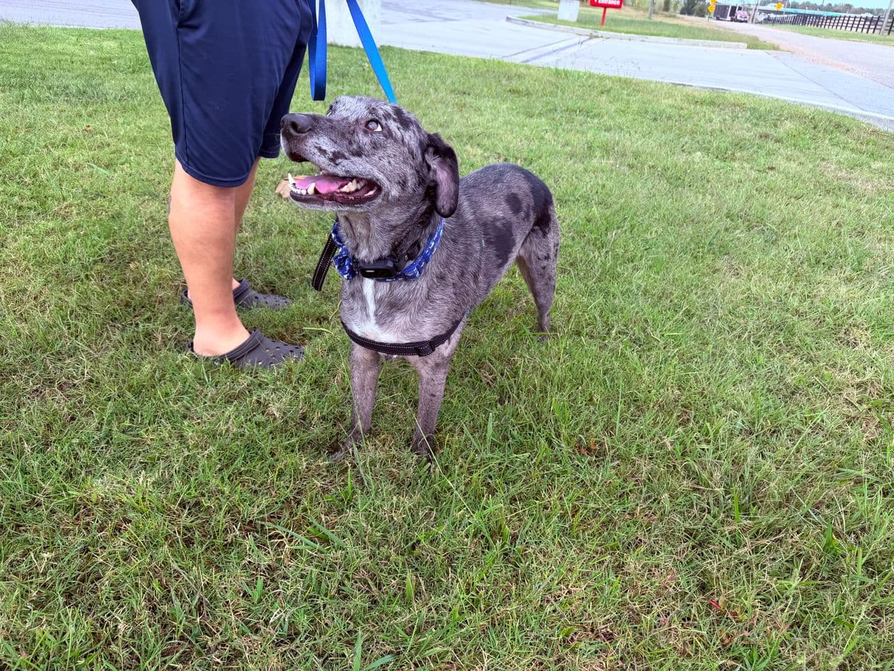 Pet travel photo 3
