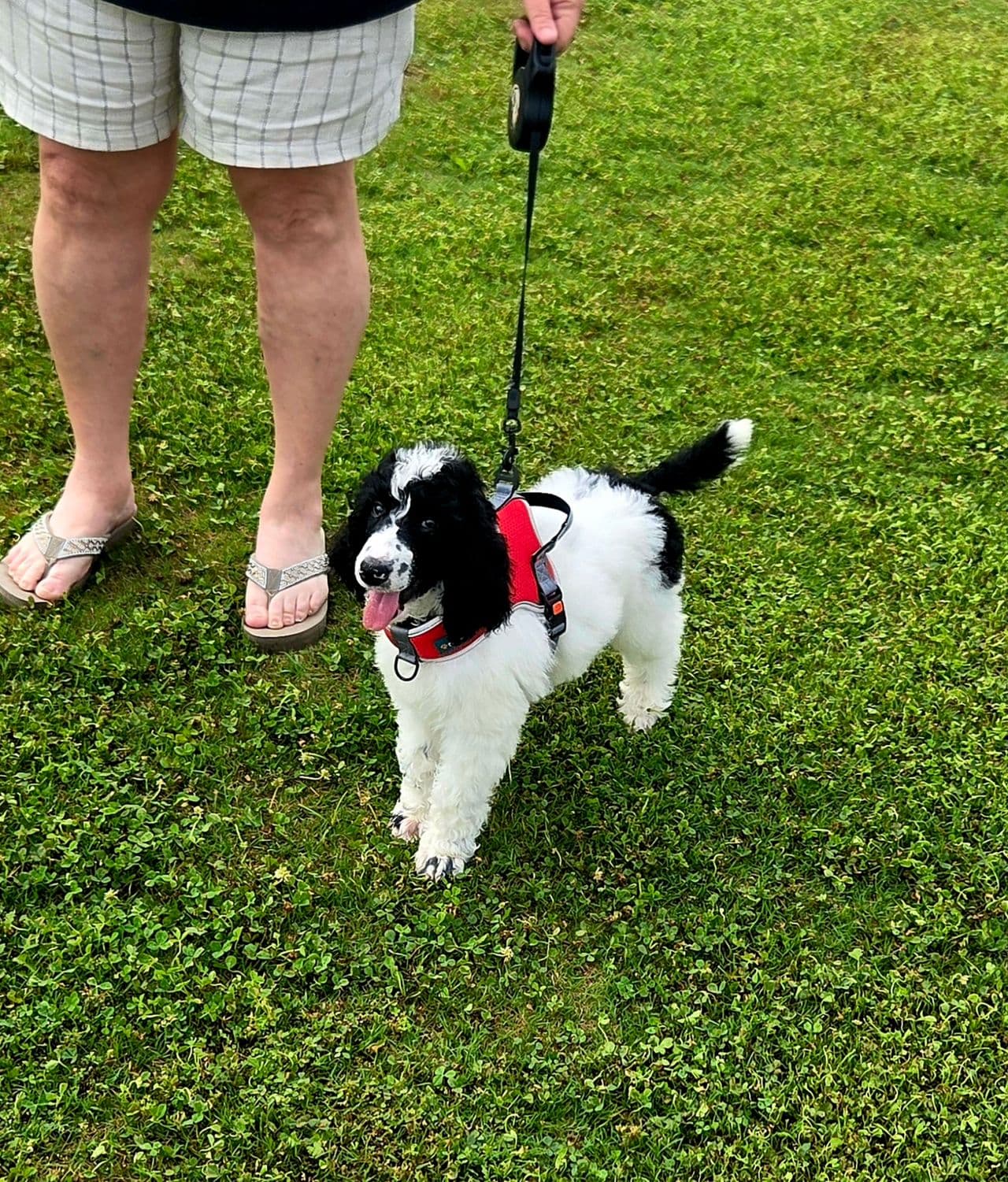 Pet travel photo 2