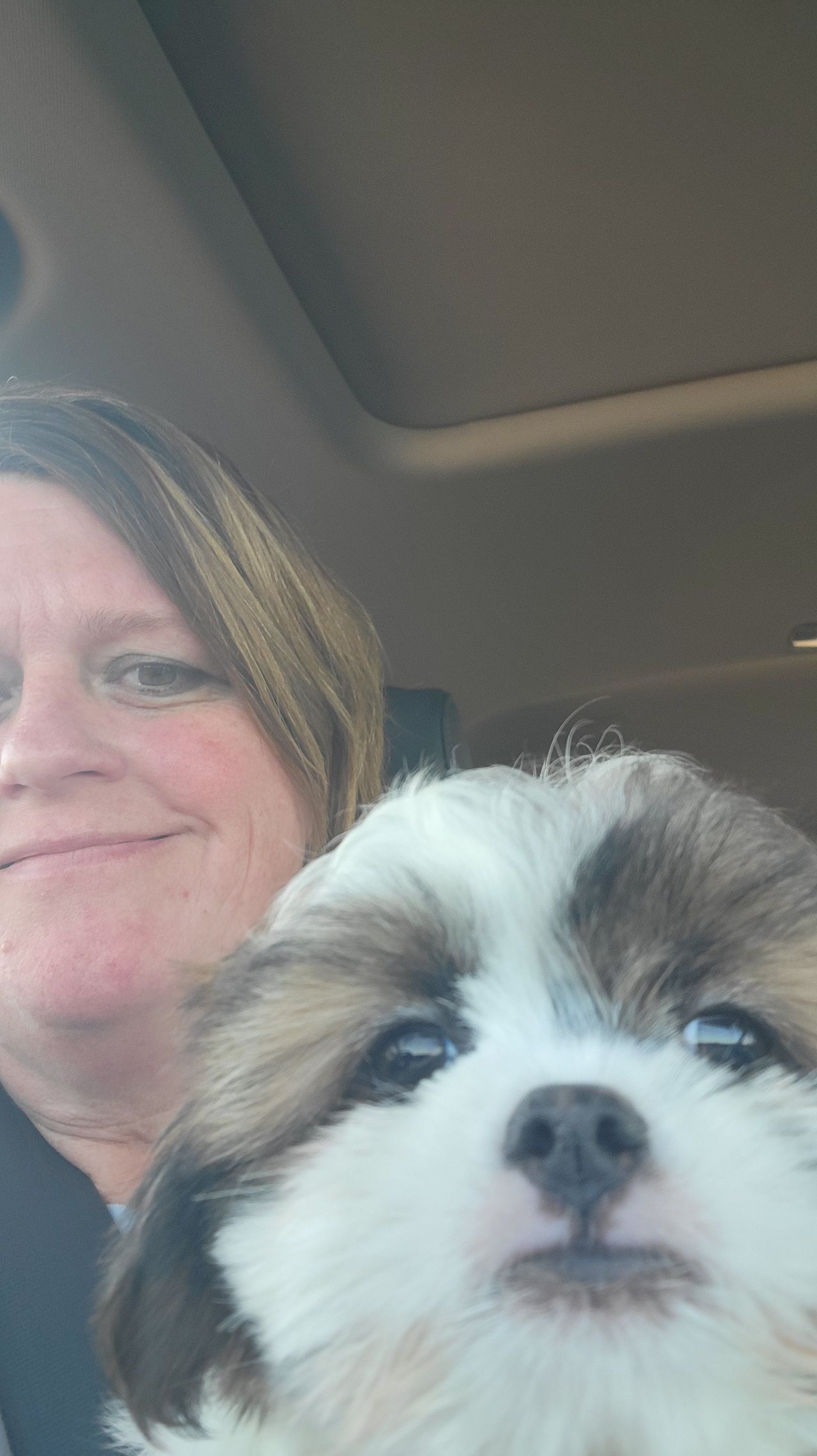 Pet travel photo 4