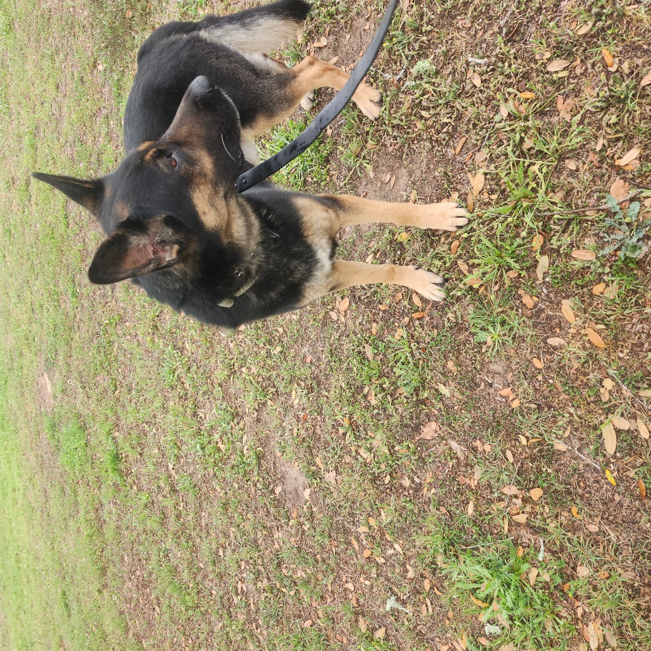 Pet travel photo 1