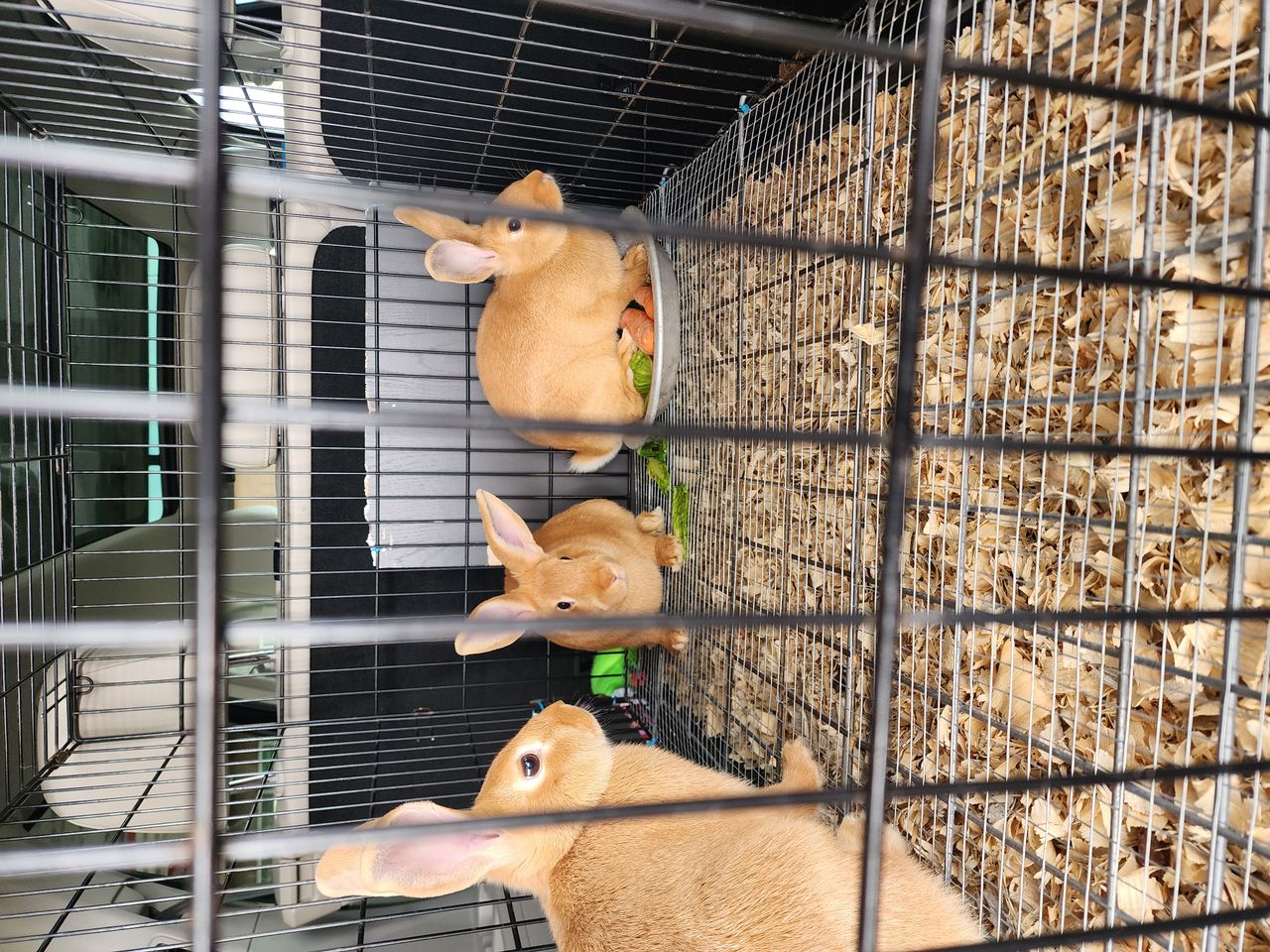 Pet travel photo 5
