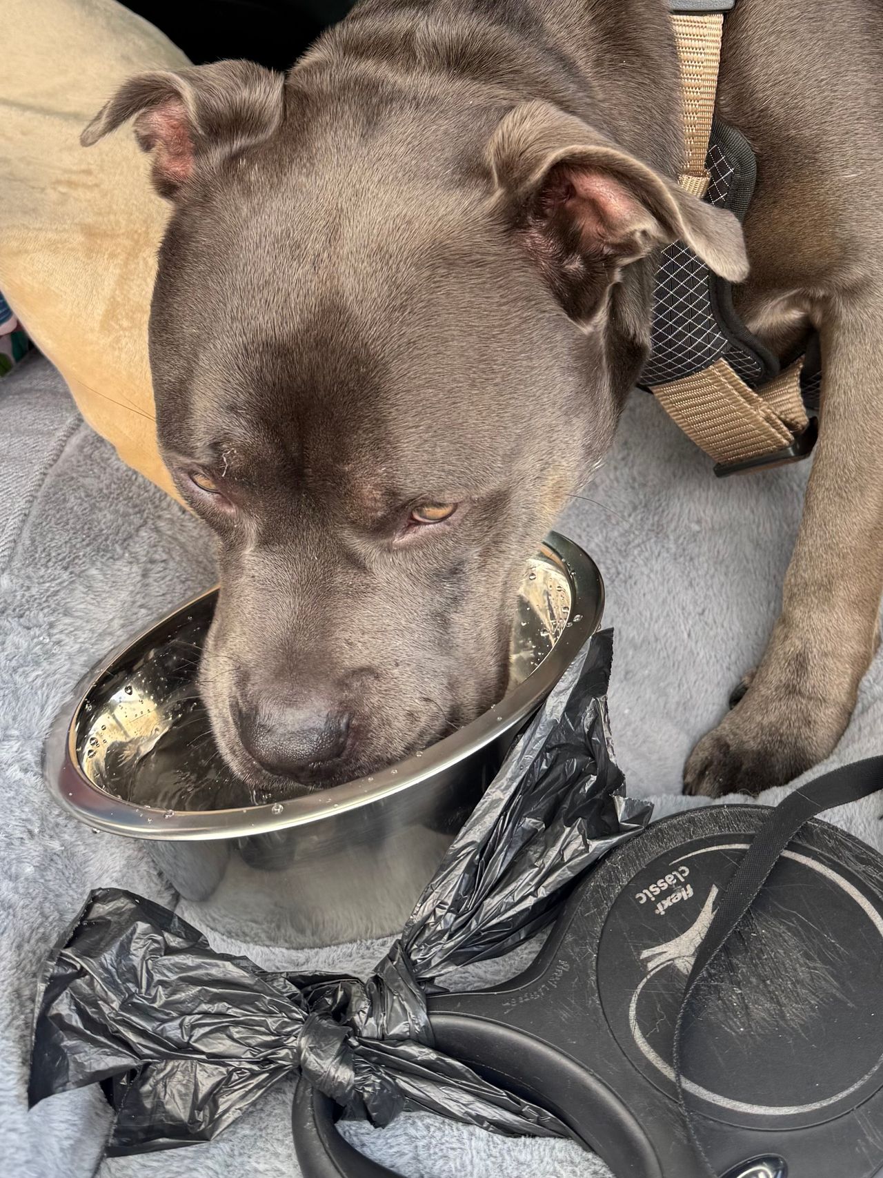 Pet travel photo 1