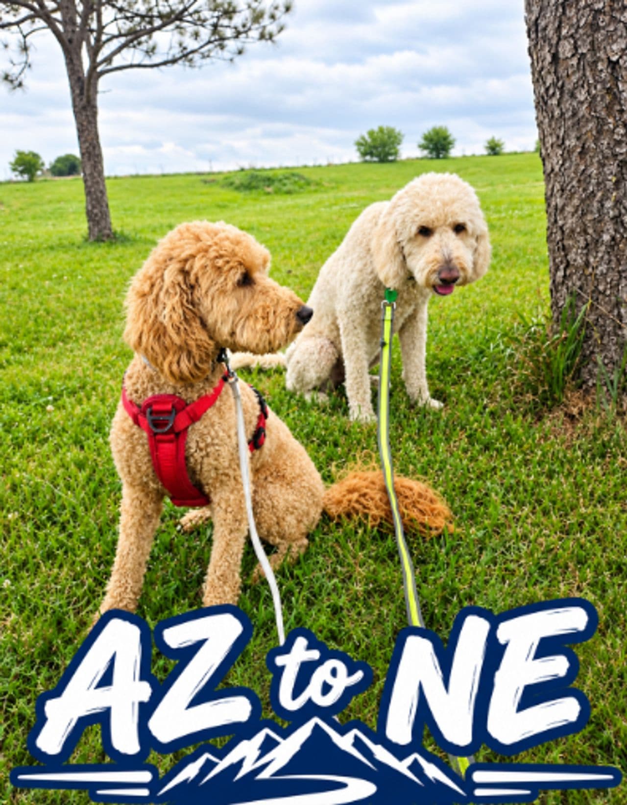Pet travel photo 5