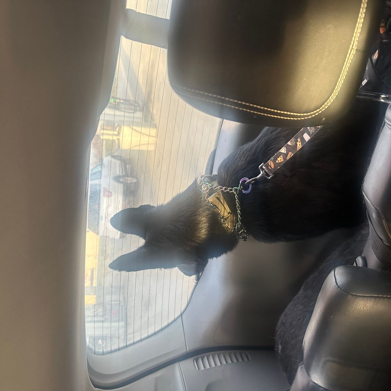 Pet travel photo 6