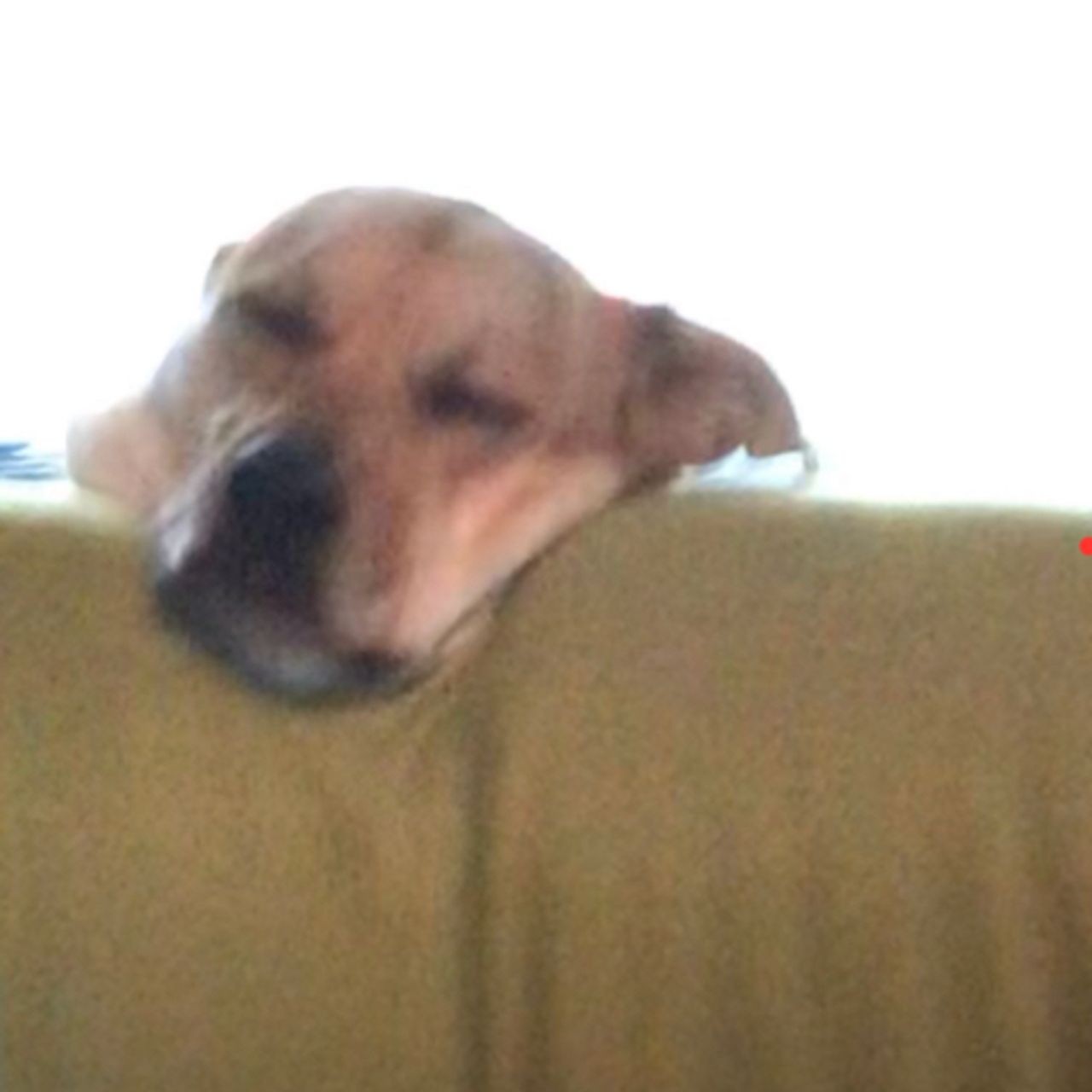 Pet travel photo 5