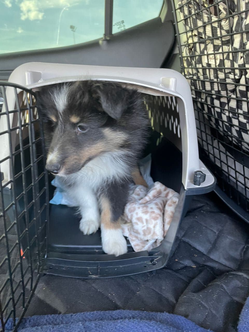 Pet travel photo 4