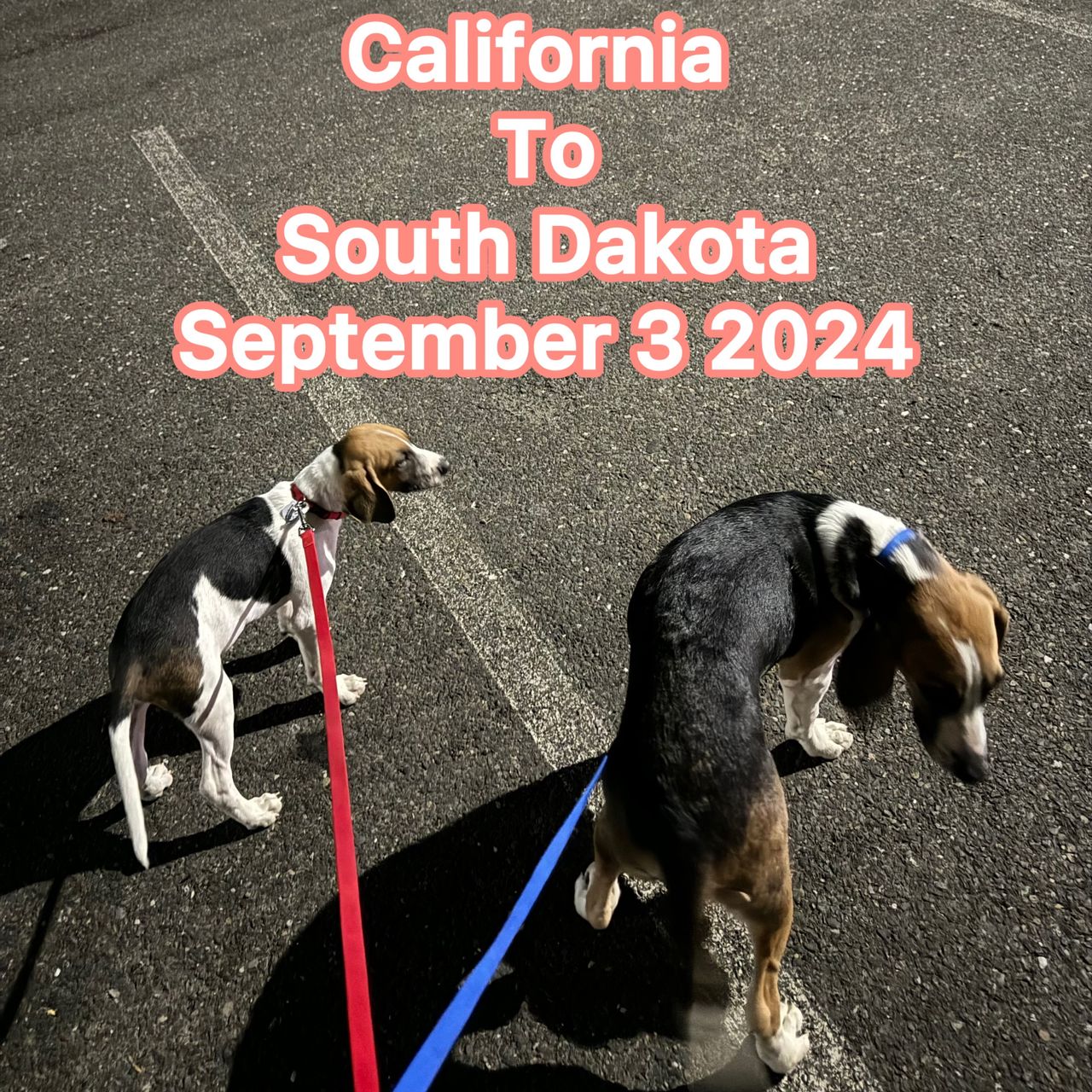 Pet travel photo 1