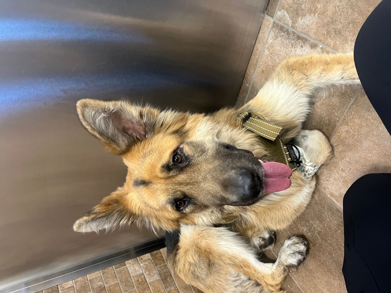 Pet travel photo 5