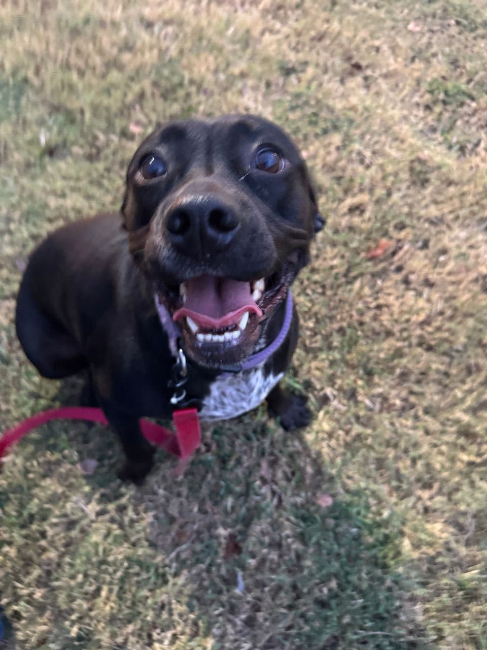 Pet travel photo 2