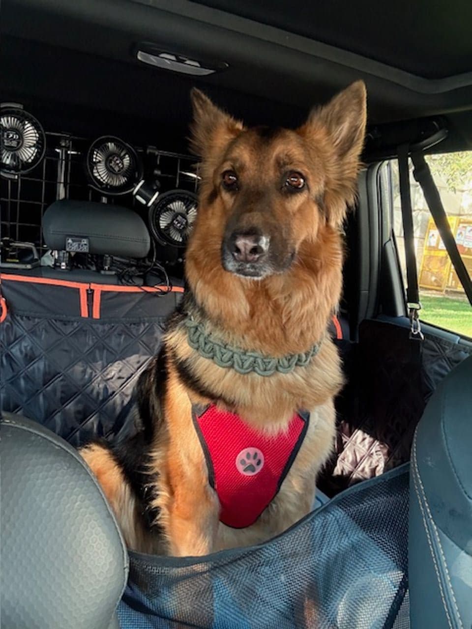 Pet travel photo 2