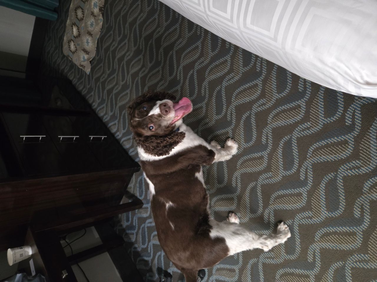Pet travel photo 2