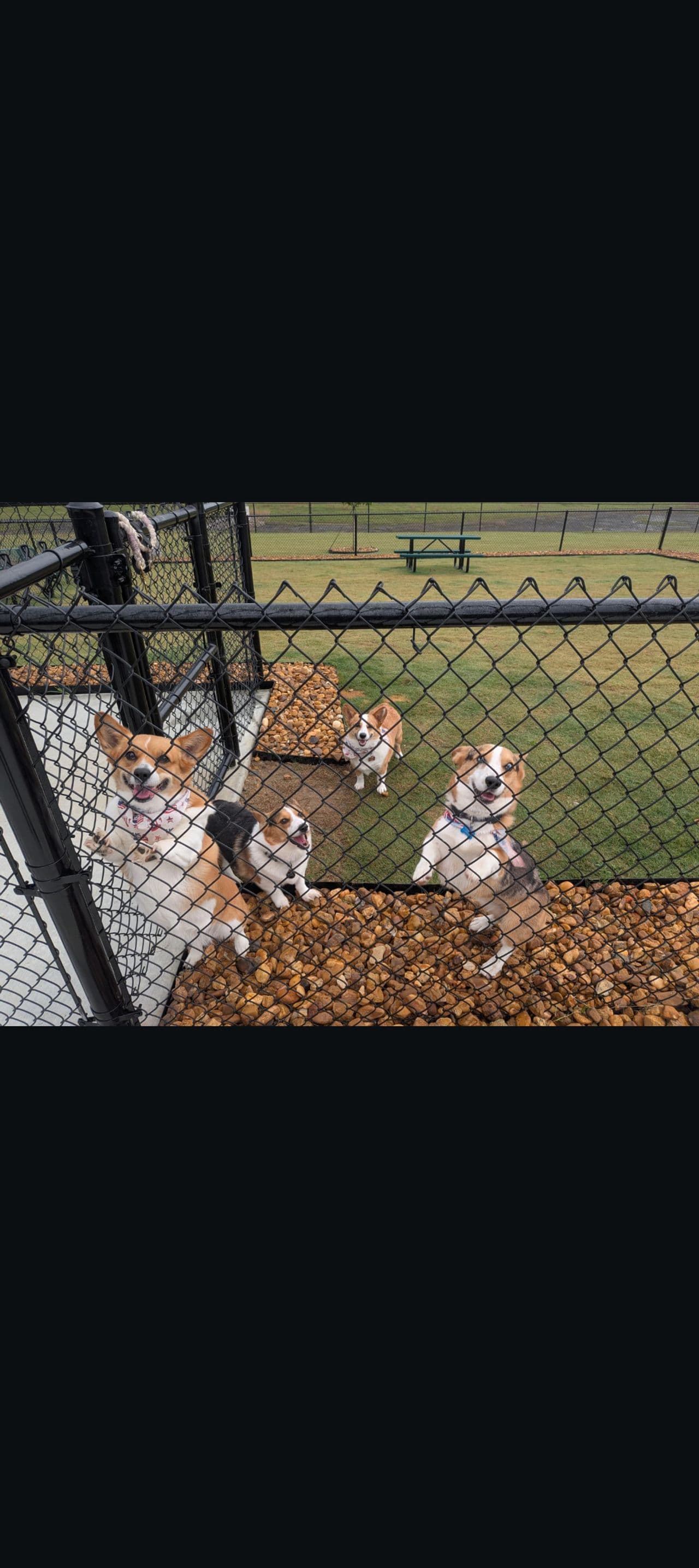 Pet travel photo 2