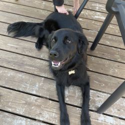 Black lab mix named Lily