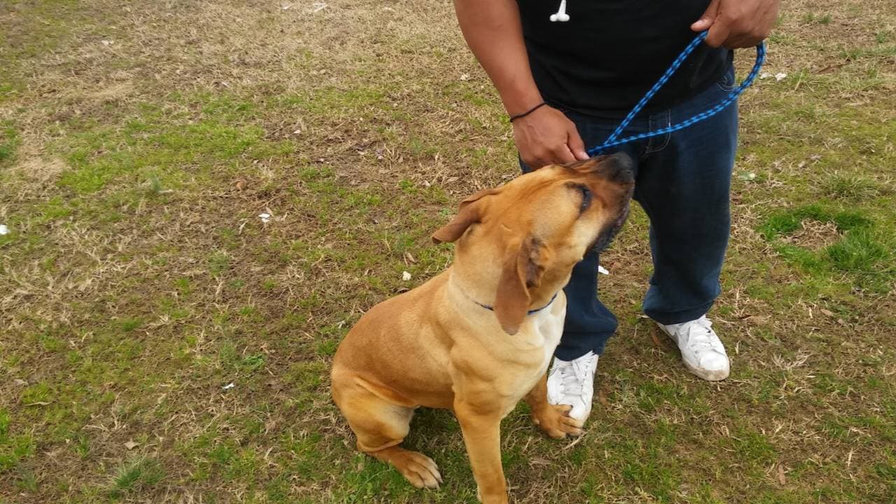 Pet travel photo 6