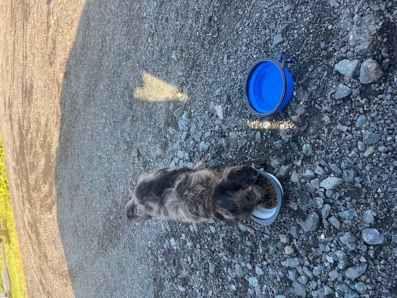 Pet travel photo 5